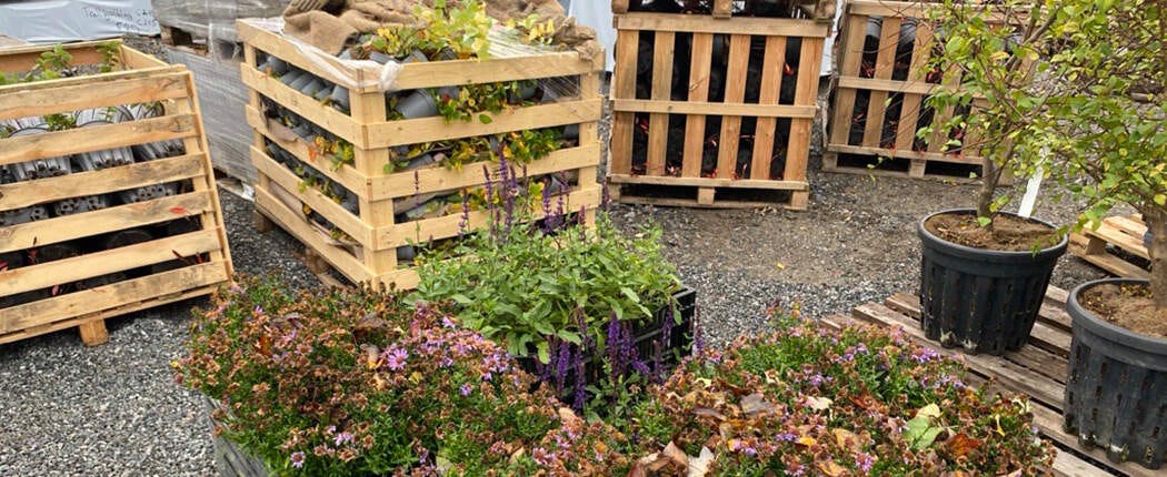 Nu har växterna börjat levereras hem till Fjärilshusen