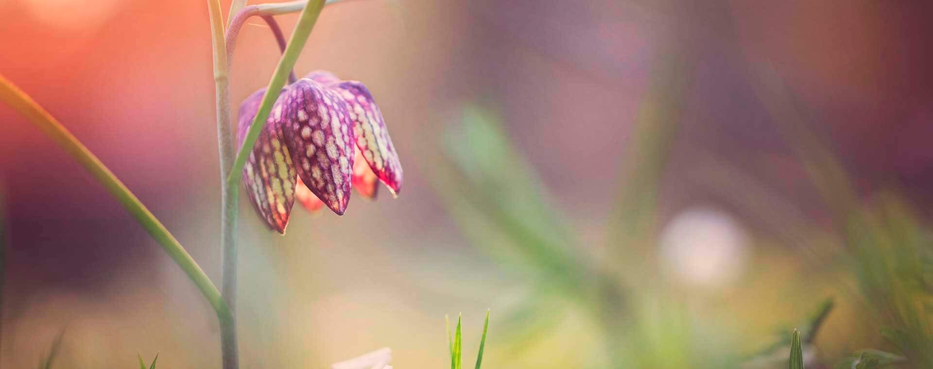 Nyproduktion Sigtuna - Närbild på blomma